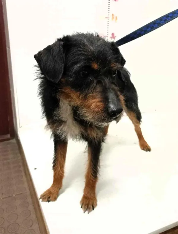 Pies do adopcji, Bytom, 13 maja 2024