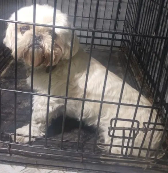 Znaleziono psa, Radom, 11 maja 2024