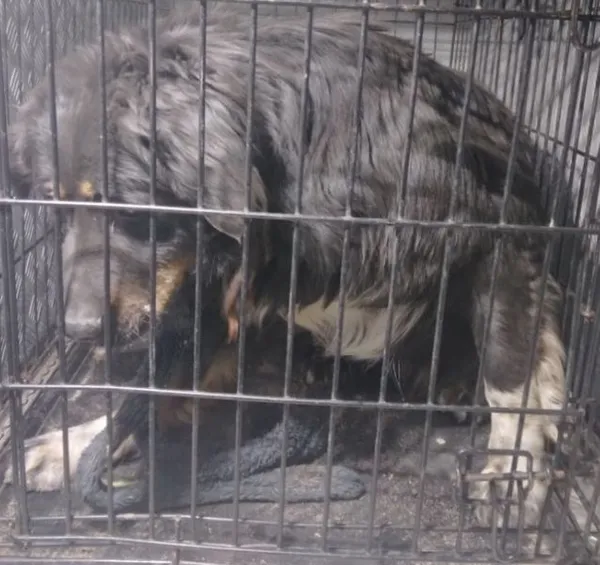 Znaleziono psa, Radom, 11 maja 2024