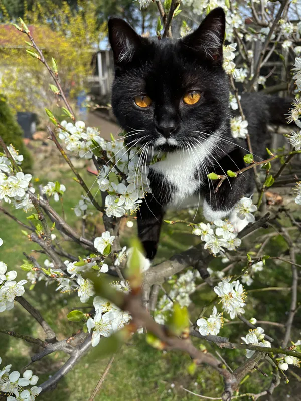 Zaginął kot, Dopiewo, 13 maja 2024 (1/3)