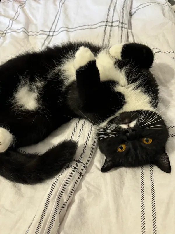 Zaginął kot, Dopiewo, 13 maja 2024 (2/3)