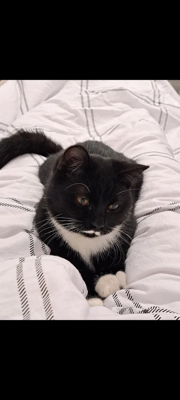 Zaginął kot, Dopiewo, 13 maja 2024 (3/3)