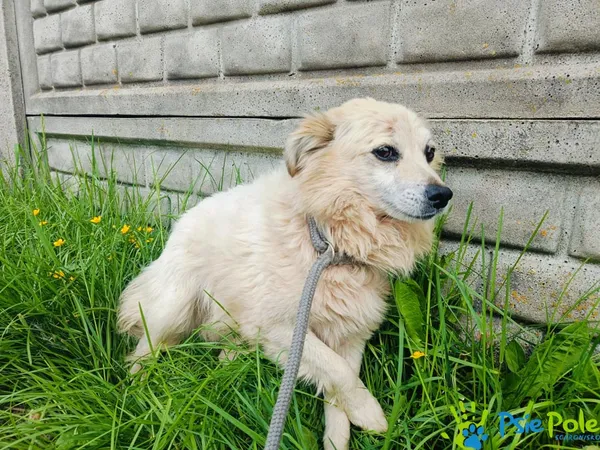 Znaleziono psa, Racławice, 9 maja 2024 (2/5)