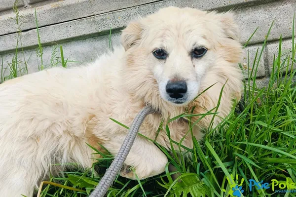 Znaleziono psa, Racławice, 9 maja 2024 (5/5)