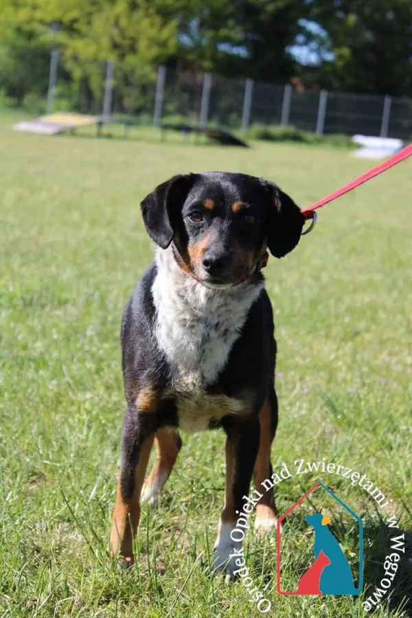 Pies do adopcji, Węgrowo, 10 maja 2024