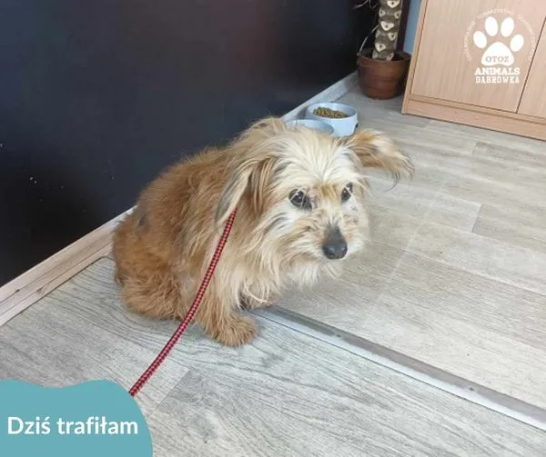 Znaleziono psa, Dąbrówka, 9 maja 2024