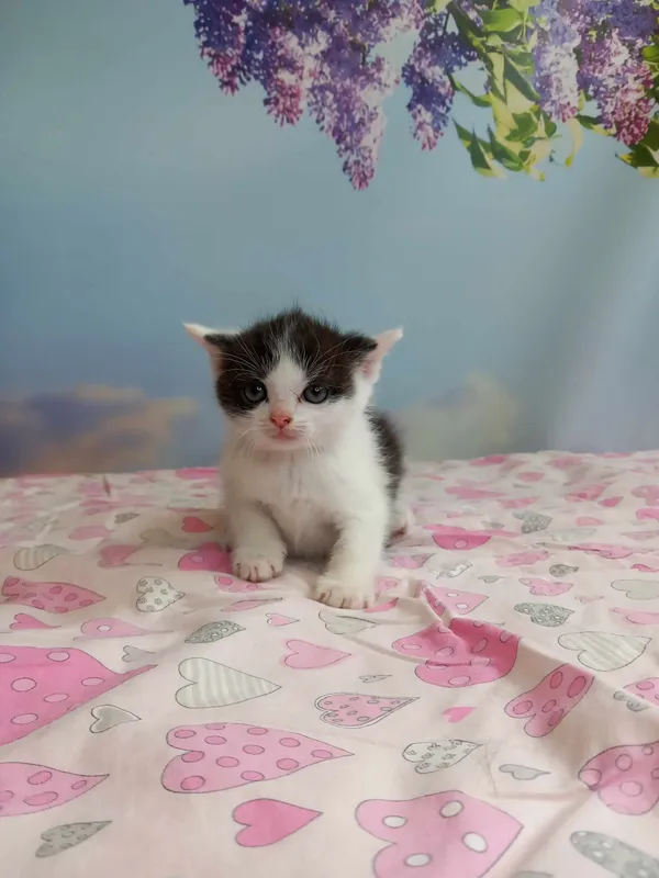 Kot do adopcji, Kielce, 13 maja 2024