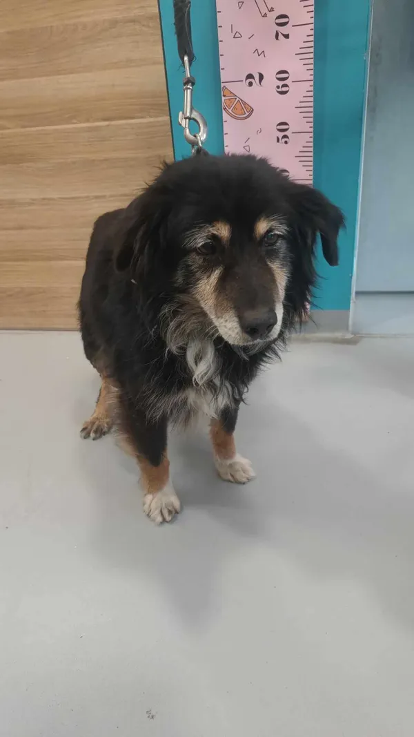 Pies do adopcji, Kielce, 13 maja 2024