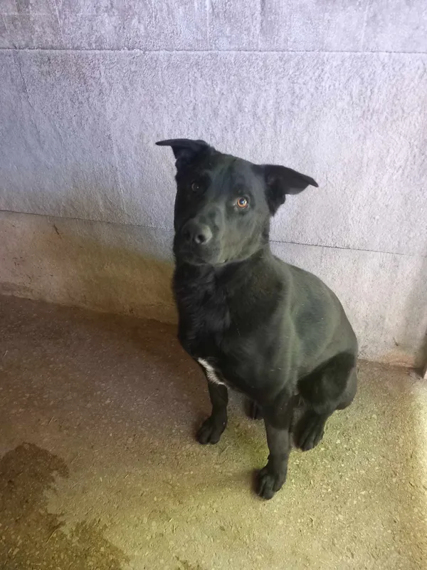 Pies do adopcji, Kielce, 13 maja 2024