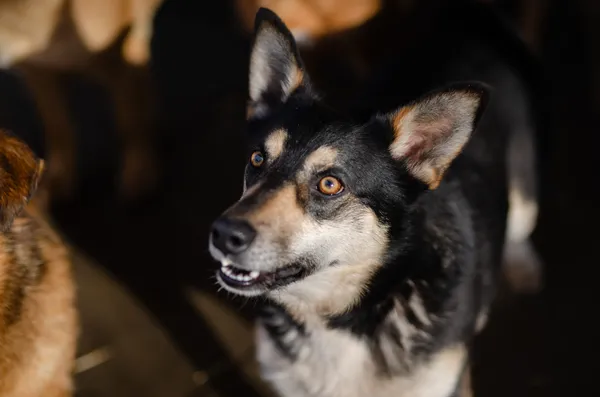 Oddam psa, Olsztyn, Nagórki, 14 maja 2024 (2/3)