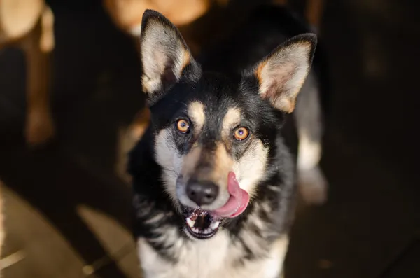 Oddam psa, Olsztyn, Nagórki, 14 maja 2024 (3/3)