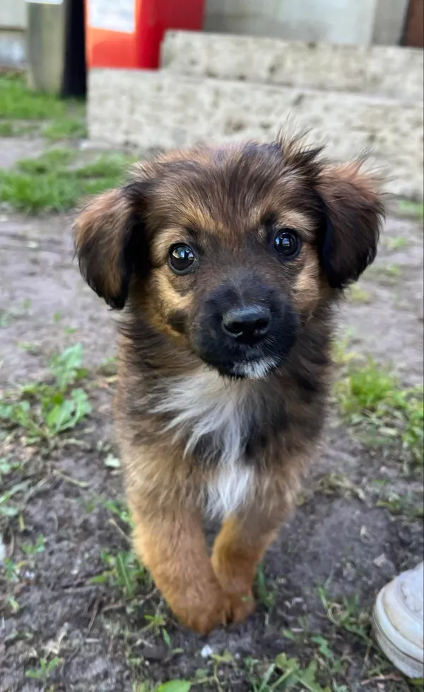 Pies do adopcji, Włocławek, 14 maja 2024 (1/3)