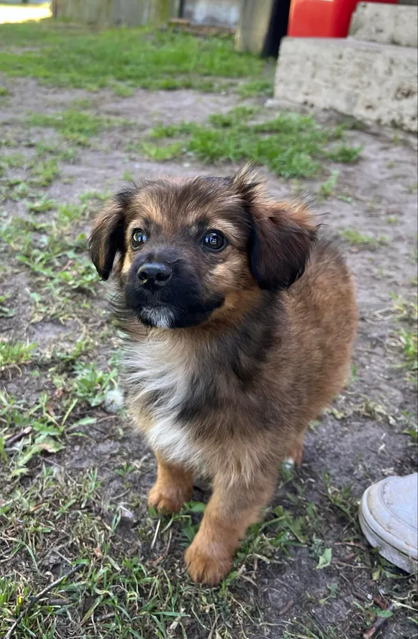 Pies do adopcji, Włocławek, 14 maja 2024 (3/3)