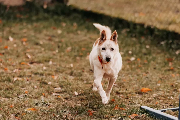 Pies do adopcji, Czartki, 13 maja 2024 (3/5)