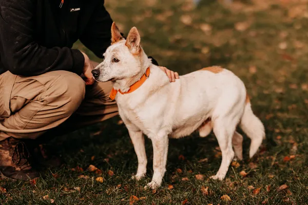 Pies do adopcji, Czartki, 13 maja 2024 (4/5)