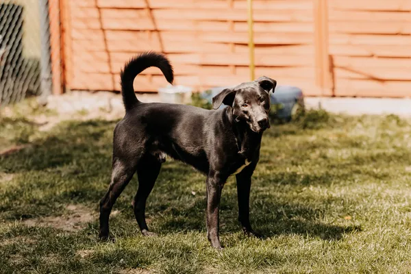 Pies do adopcji, Czartki, 13 maja 2024 (4/5)