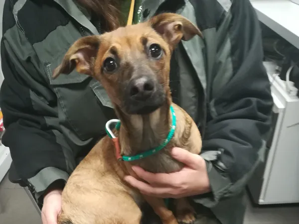 Znaleziono psa, Bydgoszcz, 7 maja 2024