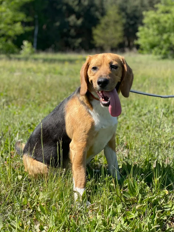 Pies do adopcji, Pieczyska, 14 maja 2024 (4/5)