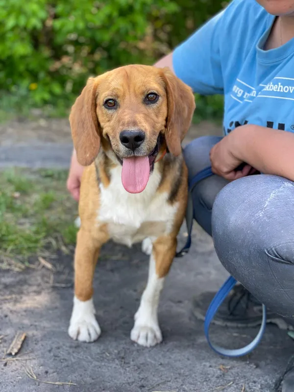 Pies do adopcji, Pieczyska, 14 maja 2024 (5/5)