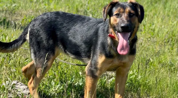 Pies do adopcji, Pieczyska, 14 maja 2024 (1/5)