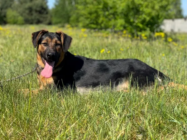 Pies do adopcji, Pieczyska, 14 maja 2024 (3/5)