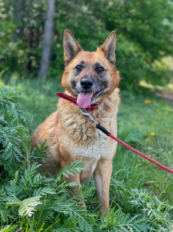 Pies do adopcji, Pieczyska, 14 maja 2024 (4/5)