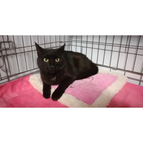 Znaleziono kota, Białystok, 13 maja 2024 (1/5)