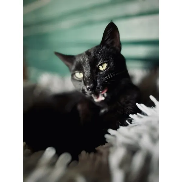 Znaleziono kota, Białystok, 13 maja 2024 (2/5)