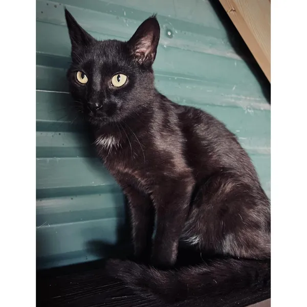 Znaleziono kota, Białystok, 13 maja 2024 (3/5)