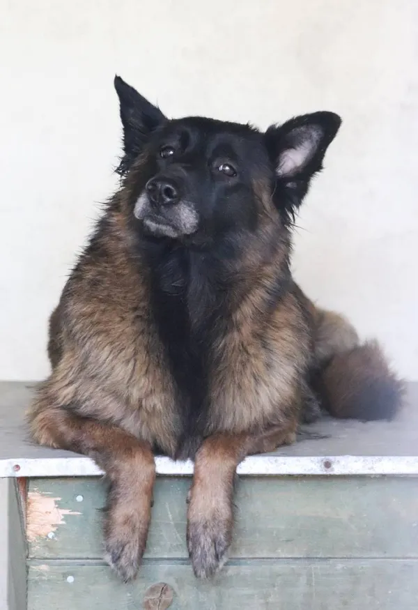 Znaleziono psa, Łódź, 14 maja 2024 (1/2)