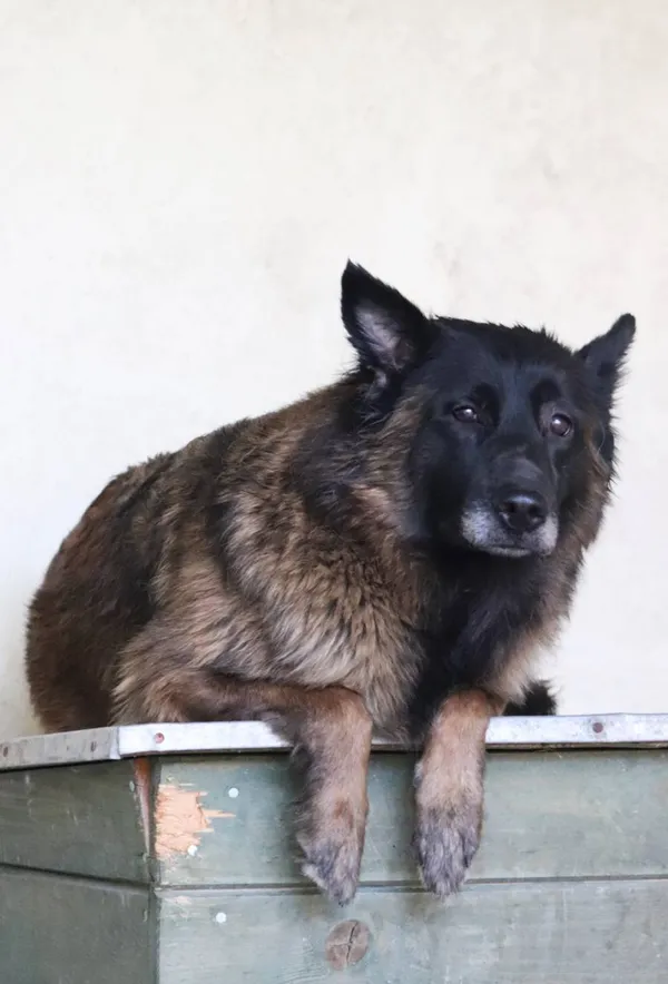 Znaleziono psa, Łódź, 14 maja 2024 (2/2)