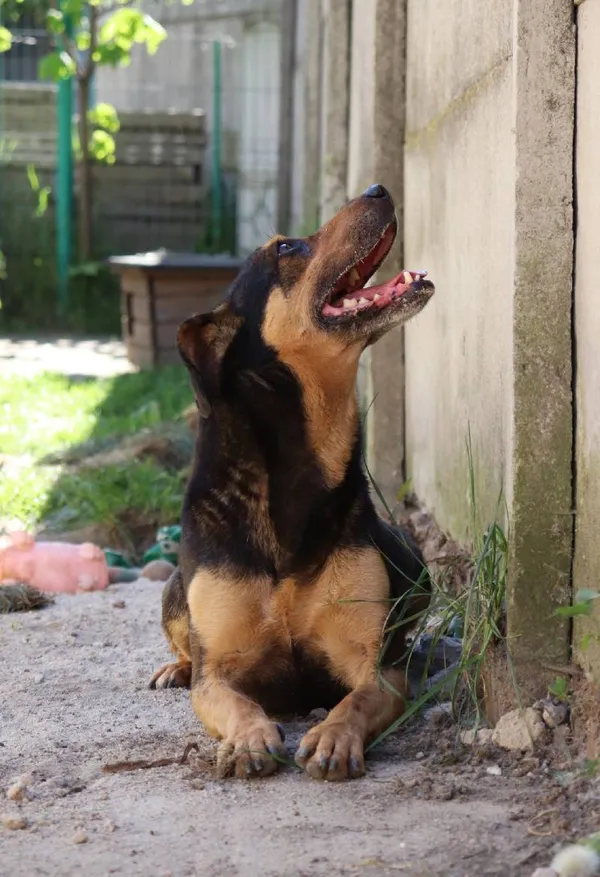 Znaleziono psa, Łódź, 13 maja 2024 (1/3)