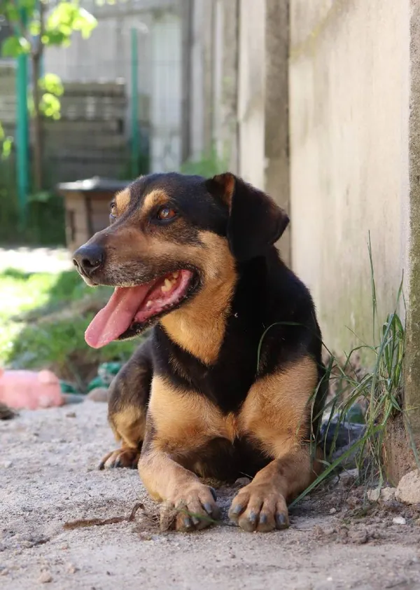 Znaleziono psa, Łódź, 13 maja 2024 (3/3)