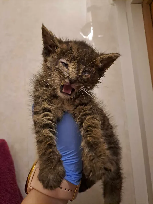 Znaleziono kota, Sosnowiec, 13 maja 2024 (1/5)