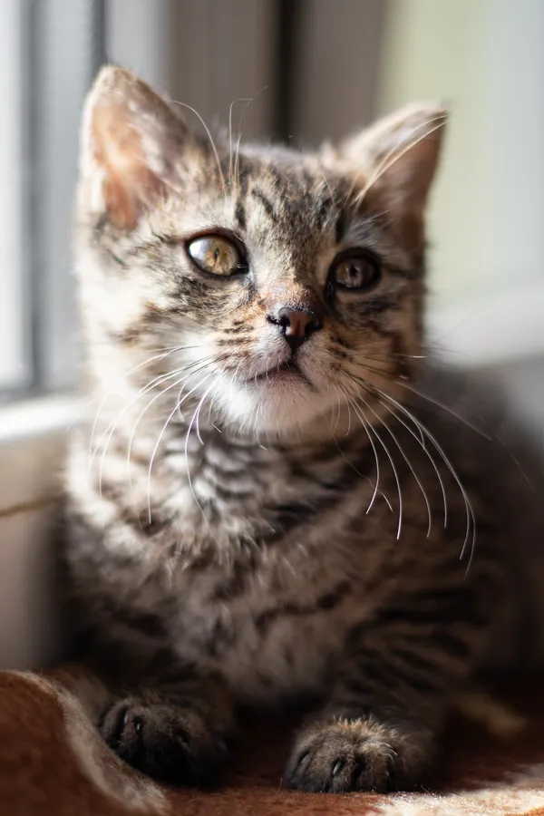 Znaleziono kota, Sosnowiec, 13 maja 2024 (4/5)