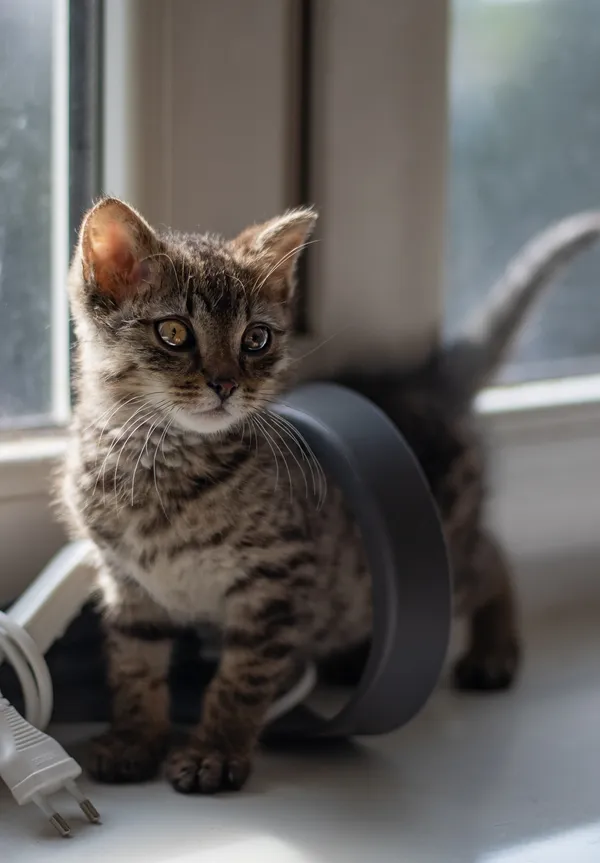 Znaleziono kota, Sosnowiec, 13 maja 2024 (5/5)