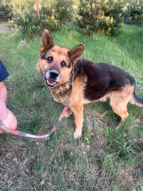 Oddam psa, Warszawa, Grabów, 15 maja 2024 (3/5)