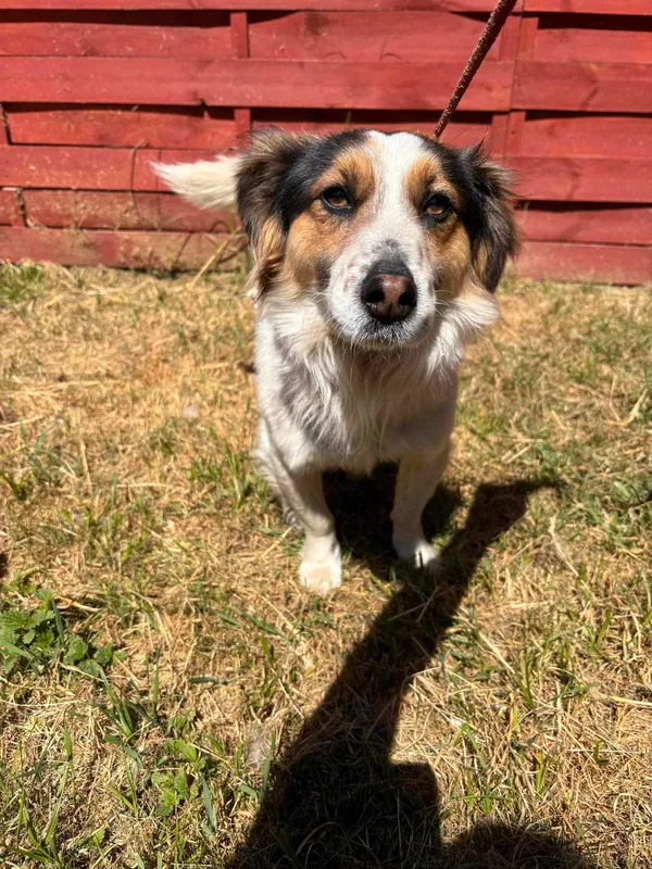 Znaleziono psa, Czartki, 14 maja 2024