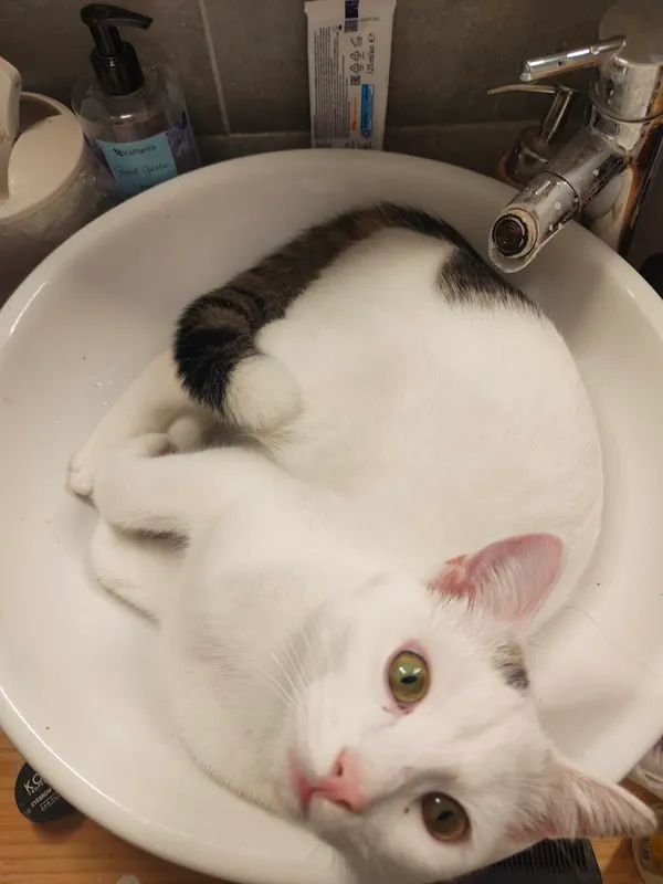 Zaginął kot, Łódź, 15 maja 2024