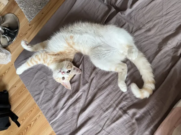 Zaginął kot, Łódź, 15 maja 2024