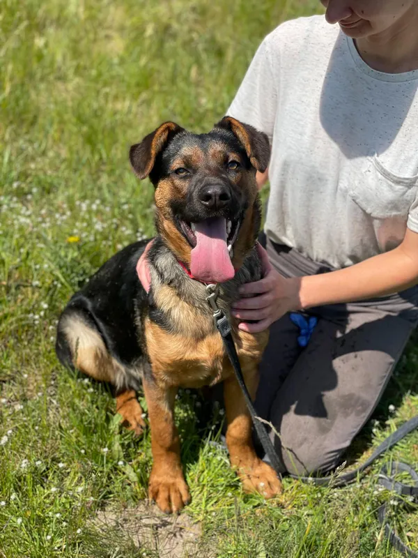 Pies do adopcji, Pieczyska, 14 maja 2024 (3/5)