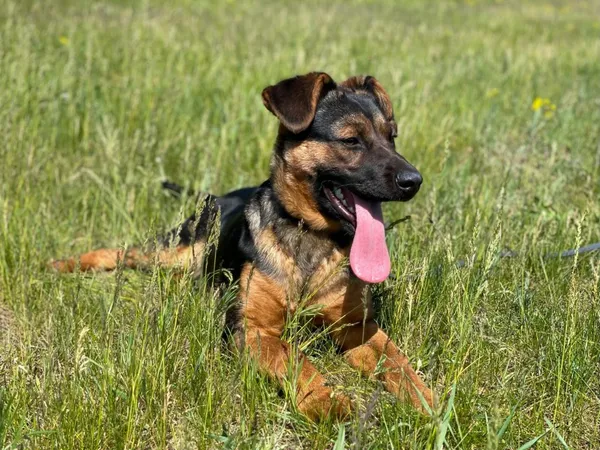 Pies do adopcji, Pieczyska, 14 maja 2024 (4/5)