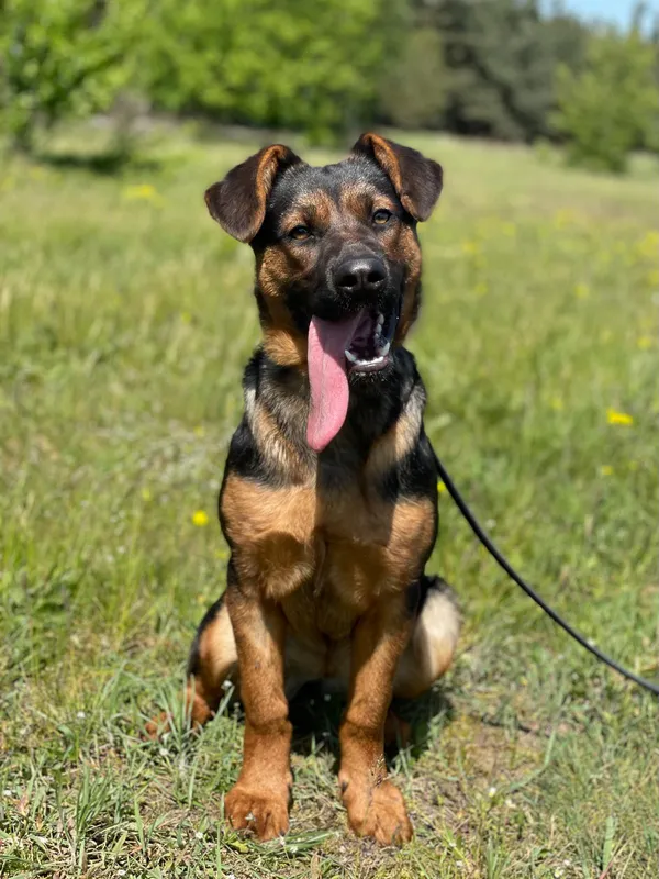 Pies do adopcji, Pieczyska, 14 maja 2024 (5/5)