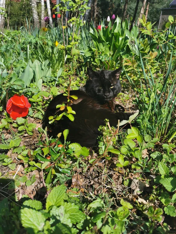 Zaginął kot, Niewodnica Kościelna, 15 maja 2024 (1/5)
