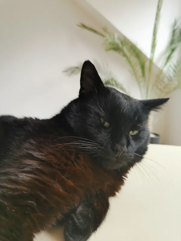 Zaginął kot, Niewodnica Kościelna, 15 maja 2024 (2/5)