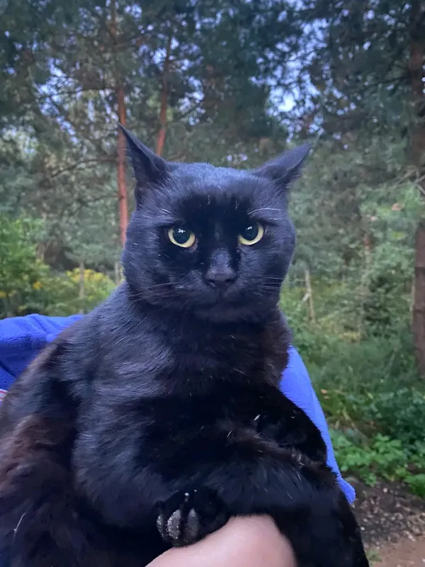 Zaginął kot, Niewodnica Kościelna, 15 maja 2024 (3/5)