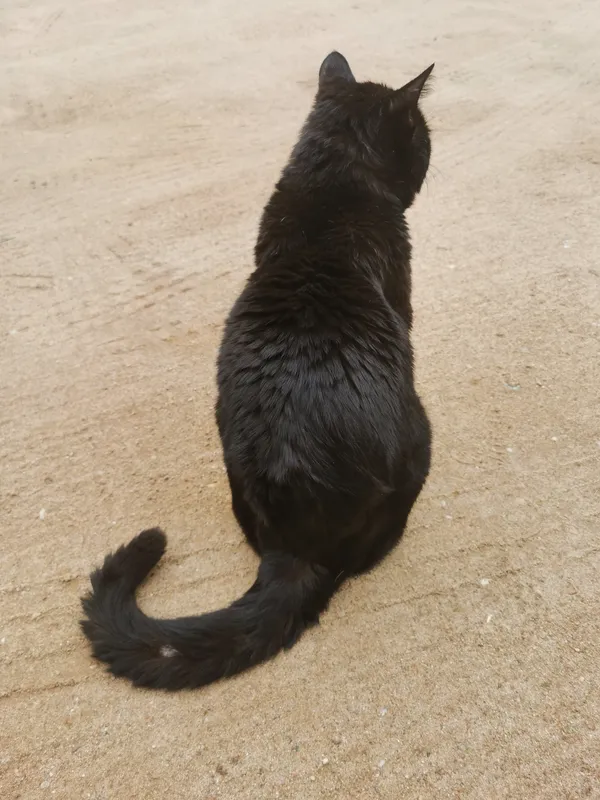 Zaginął kot, Niewodnica Kościelna, 15 maja 2024 (5/5)