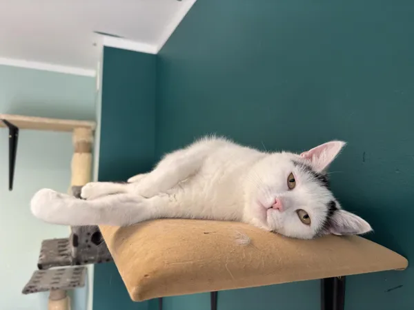 Kot do adopcji, Świdnica, 8 grudnia 2023 (2/5)