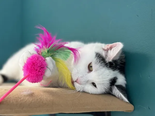 Kot do adopcji, Świdnica, 8 grudnia 2023 (3/5)