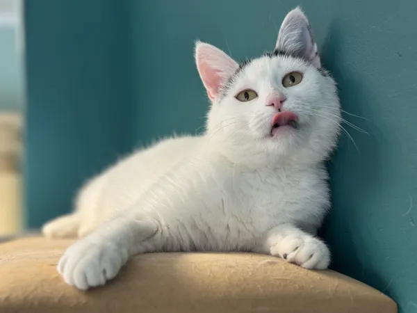 Kot do adopcji, Świdnica, 8 grudnia 2023 (4/5)